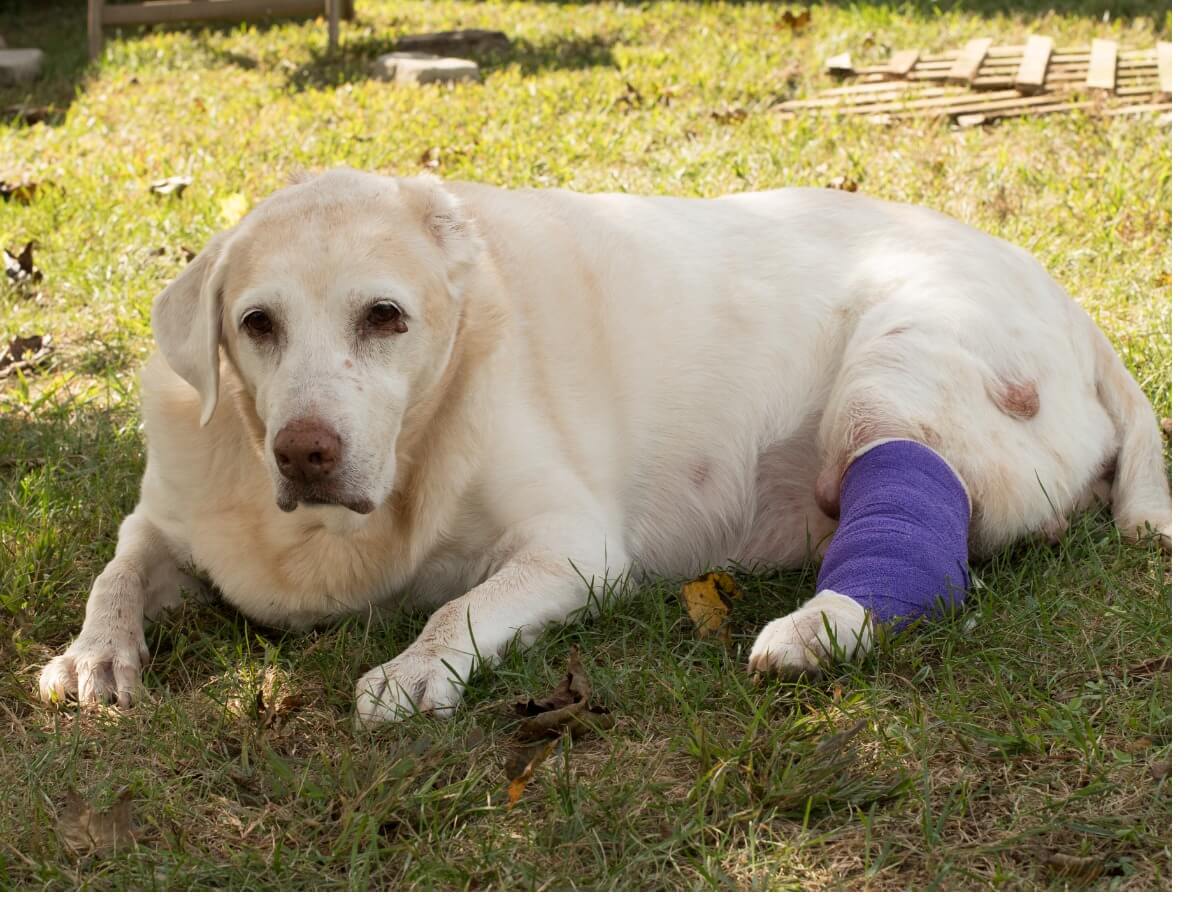 Existen muchos tipos de cáncer en perros que son comunes.