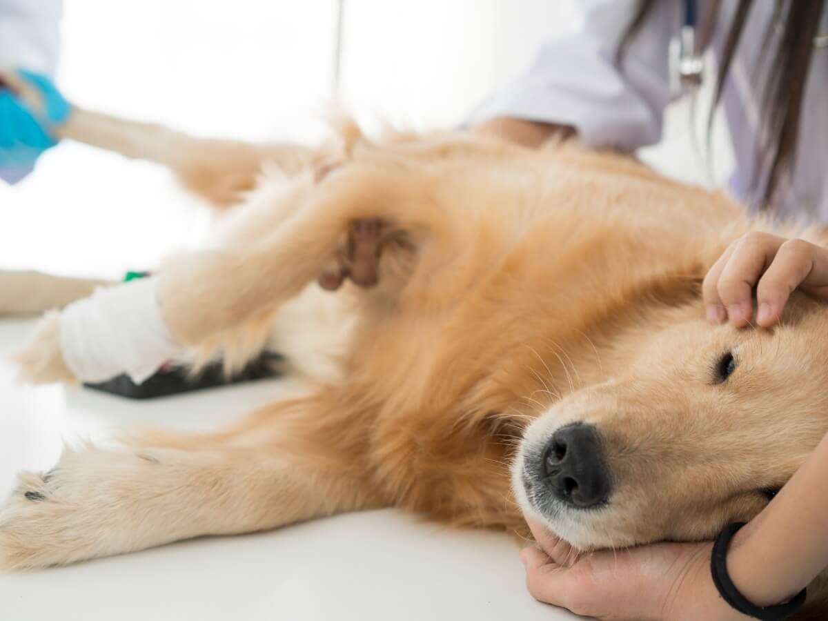 Ci sono molte cure per un cane sterilizzato.