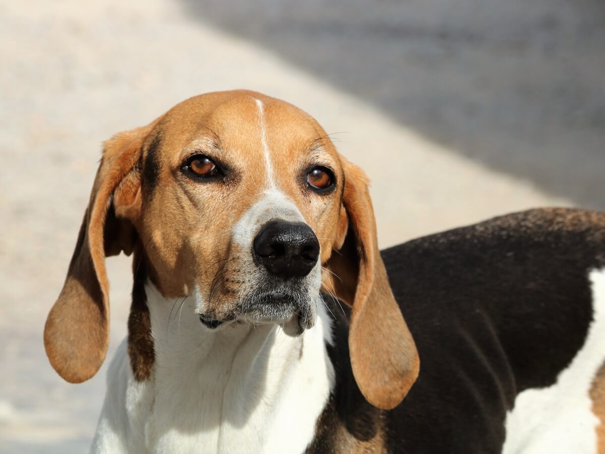 Races de chiens policiers.
