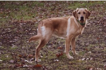 Goldador o golden lab: todo sobre esta raza