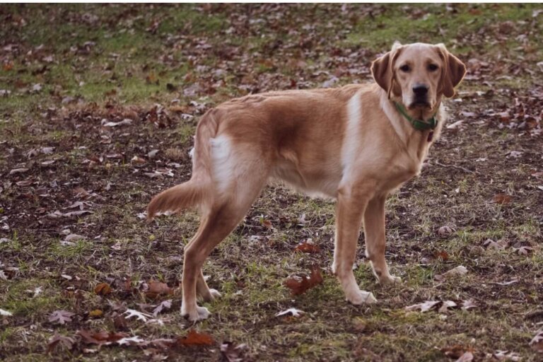Goldador o golden lab: todo sobre esta raza