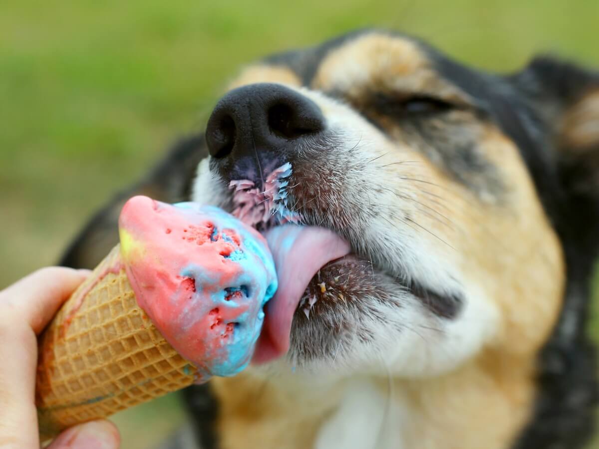 Un perro comiendo helado.