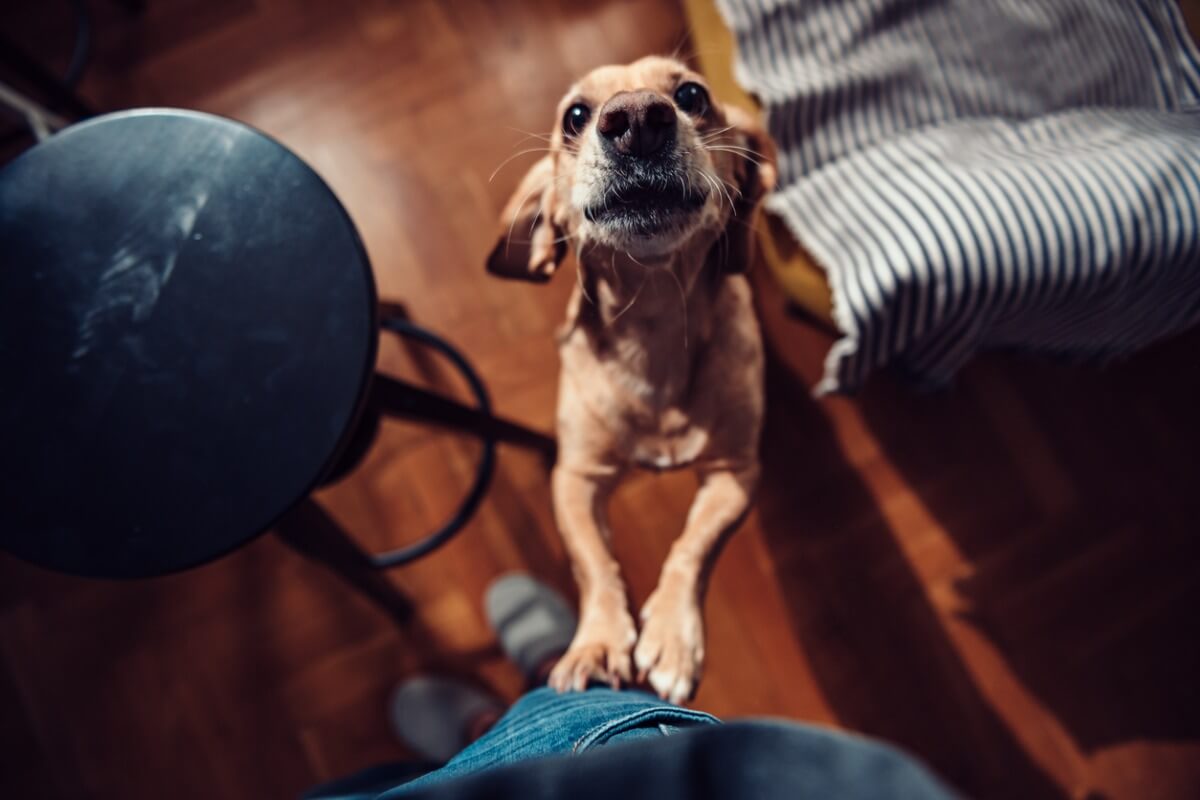Una de las formas que tienen los perros para llamar la atención es llorar.