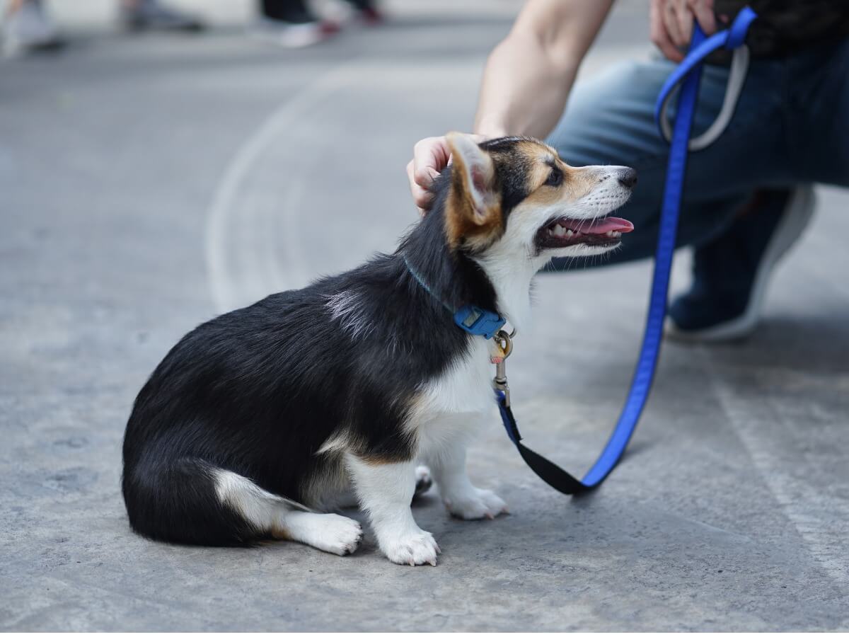 A person stroking a dog's ears.
