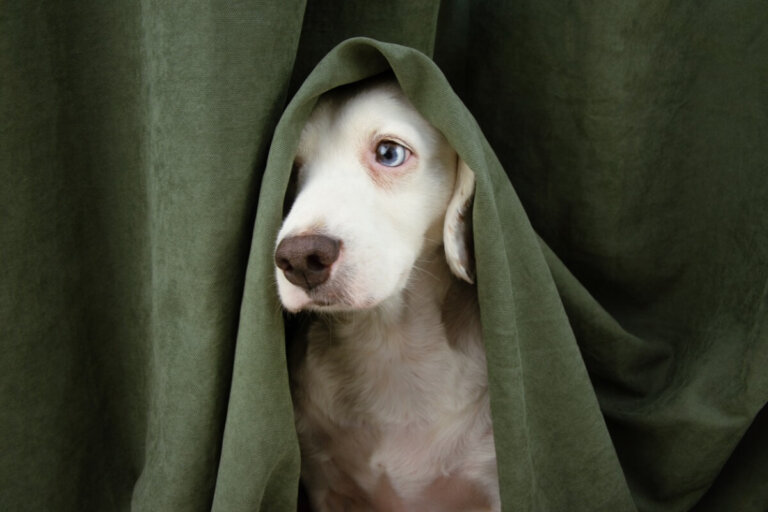 Mi perro se esconde de mí y está raro: ¿qué debo hacer?