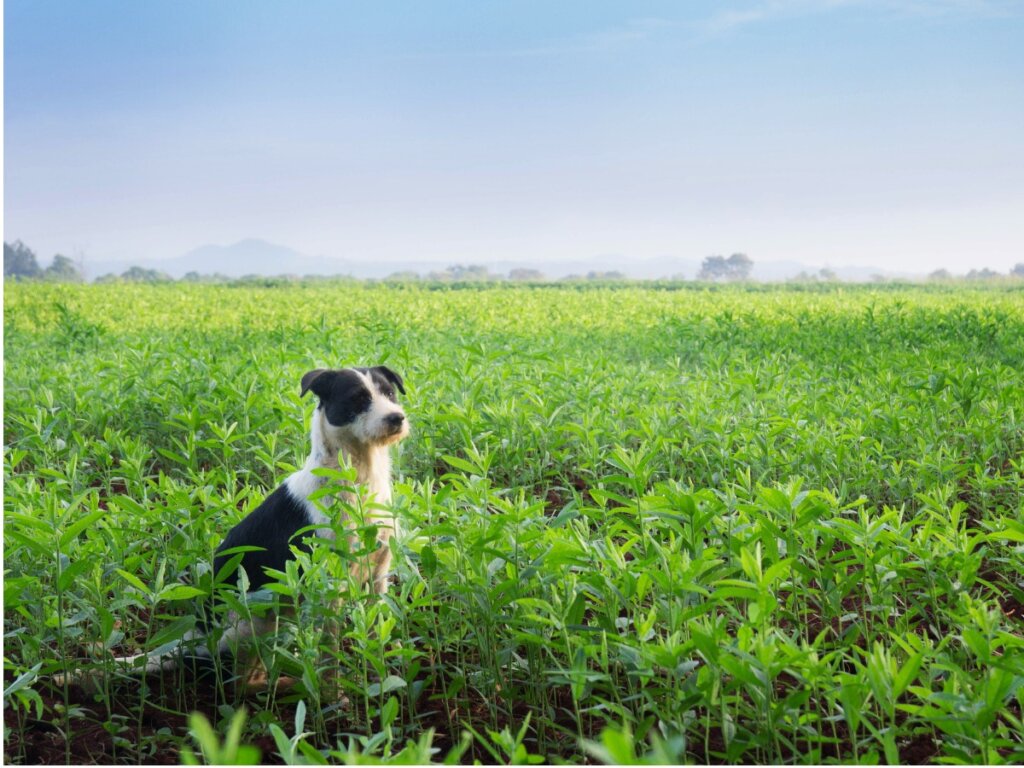 Un perro mucuchíes en un rancho.