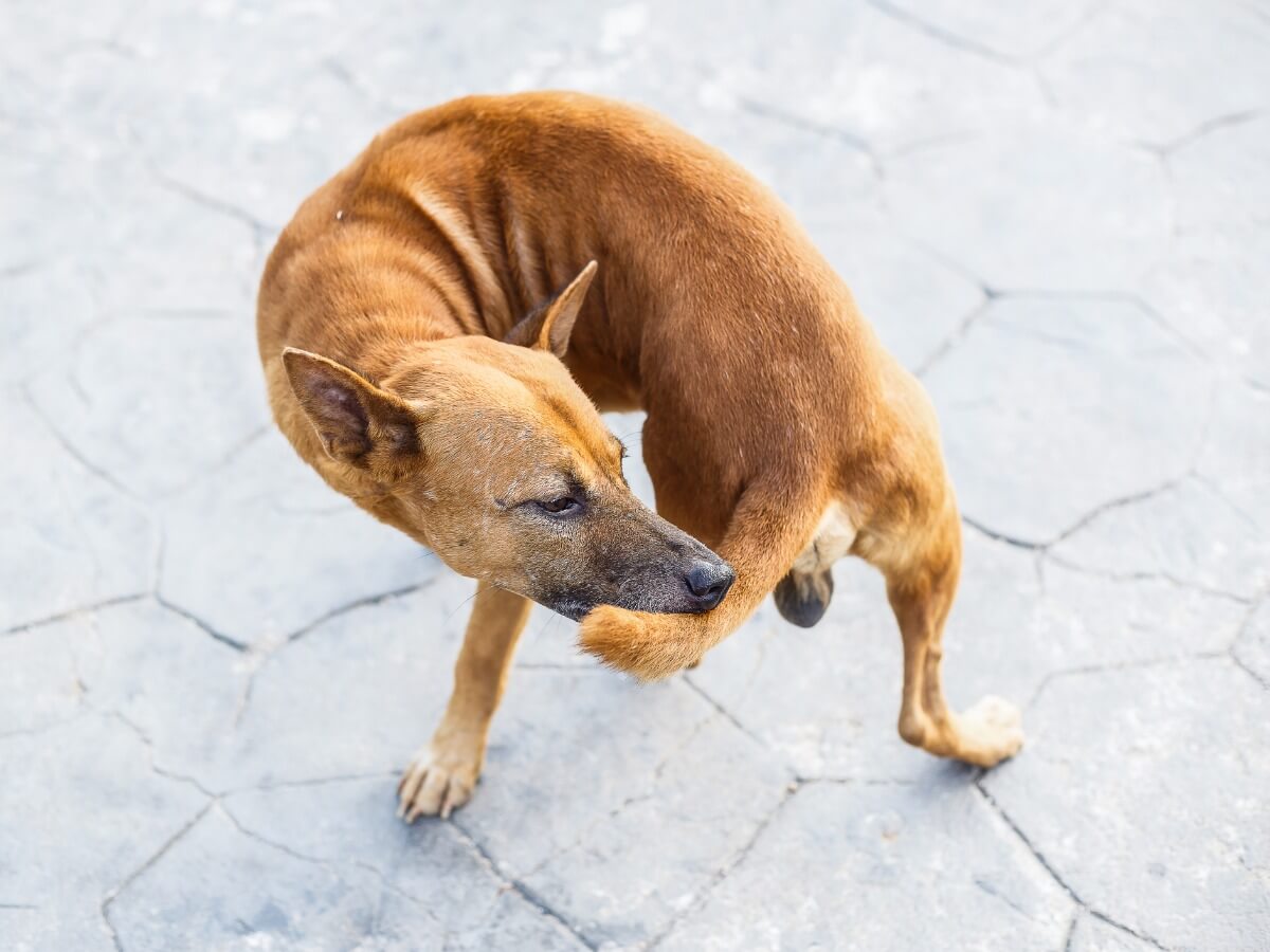 Why do dogs bite their tails?