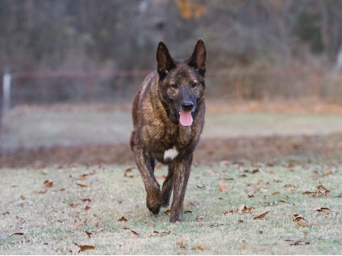 Races de chiens policiers.