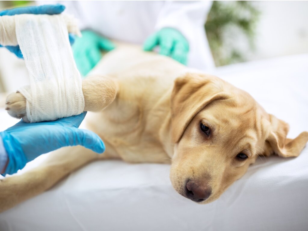 Osteosarcoma en perros: causas, síntomas y tratamiento