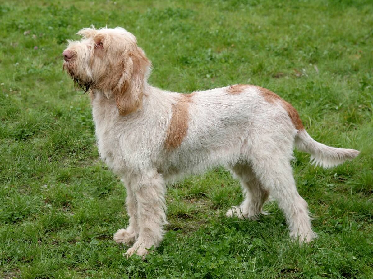 A spinone breed dog.