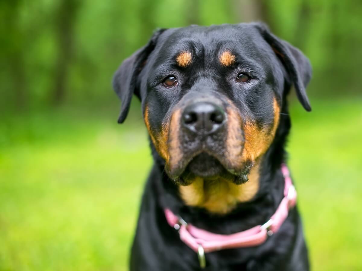 Un collar para perros.