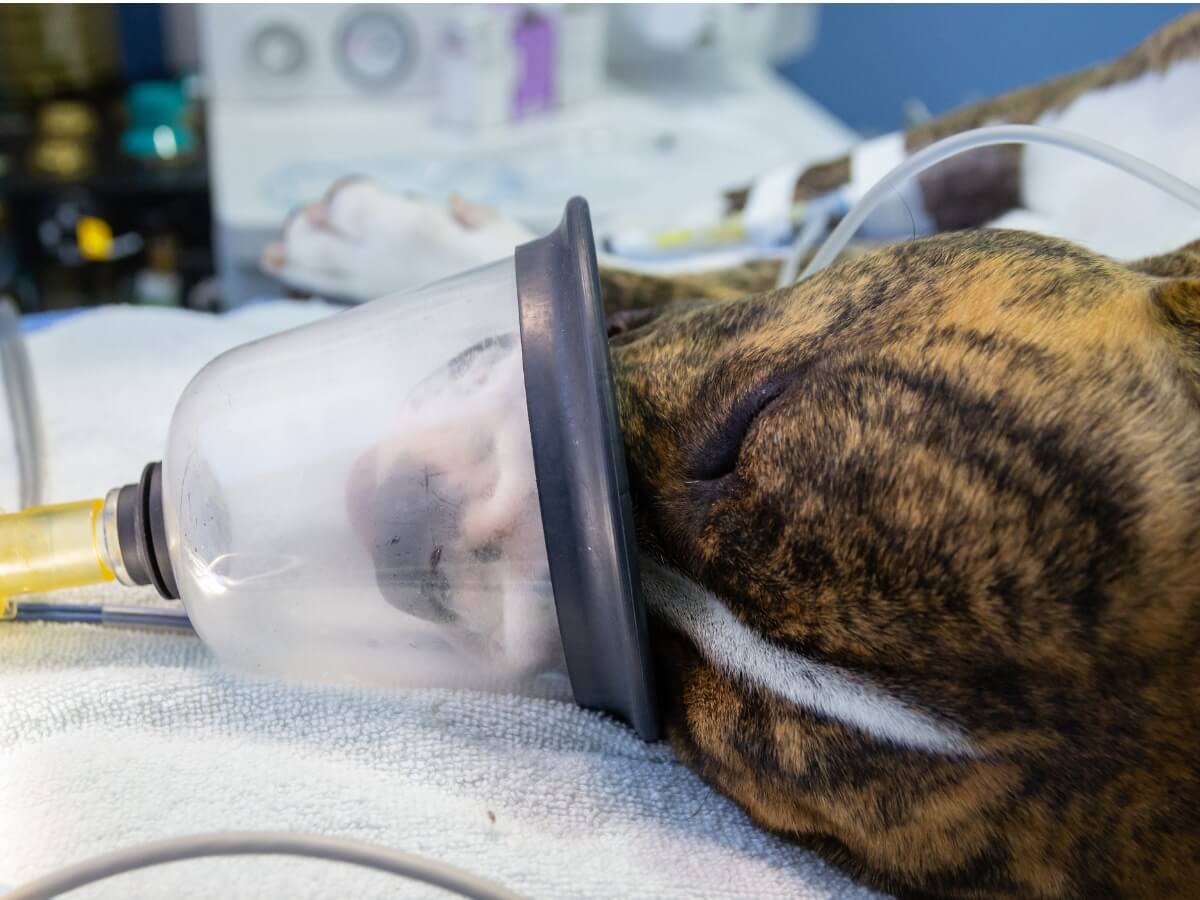 Un perro sedado recibe oxígeno.