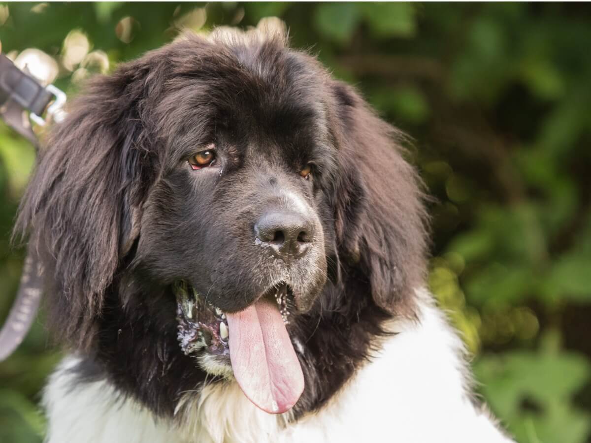 A Newfoundland dog foams at the mouth.