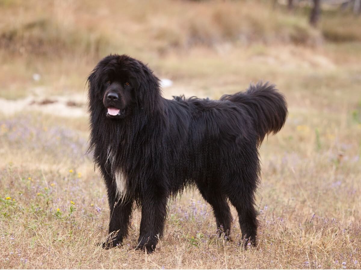 Um cão de terra nova no chão.