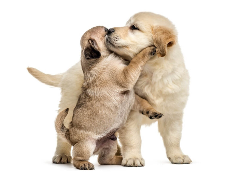¿Los animales se abrazan?