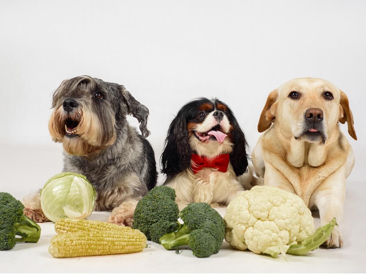 Un groupe de chiens avec des légumes.