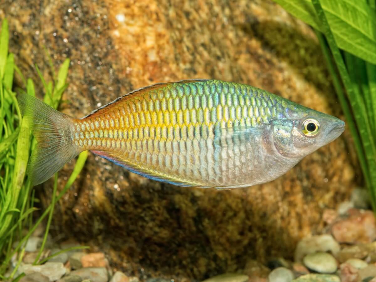 Un pez arcoíris en un acuario.