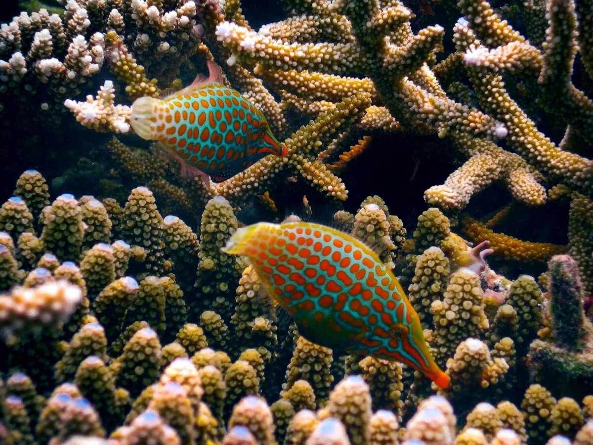 Una pareja de peces aguja hocicudos.