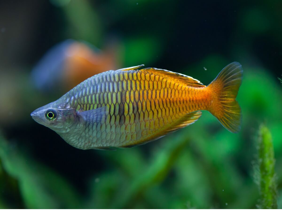 Que Mangent Les Poissons que-mangent-les-poissons