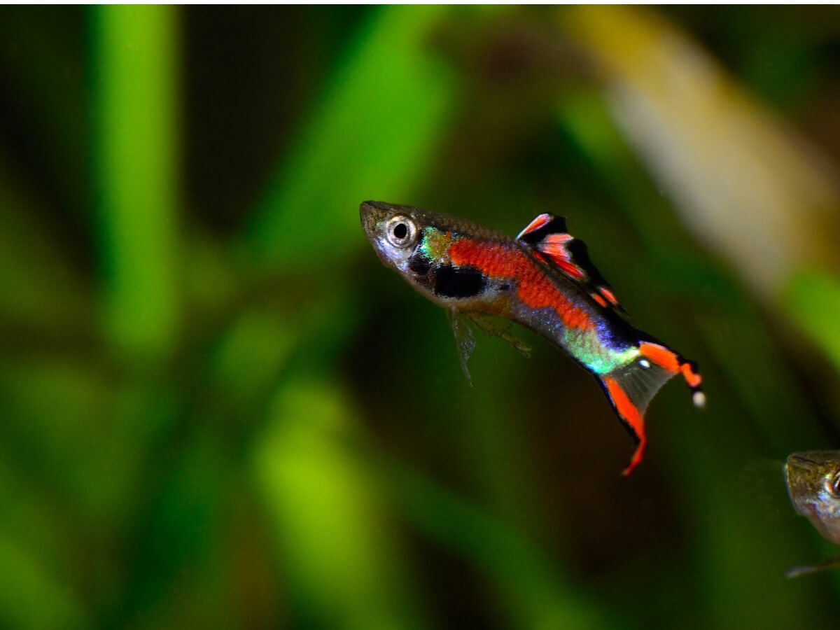 Un pez endler en su acuario.