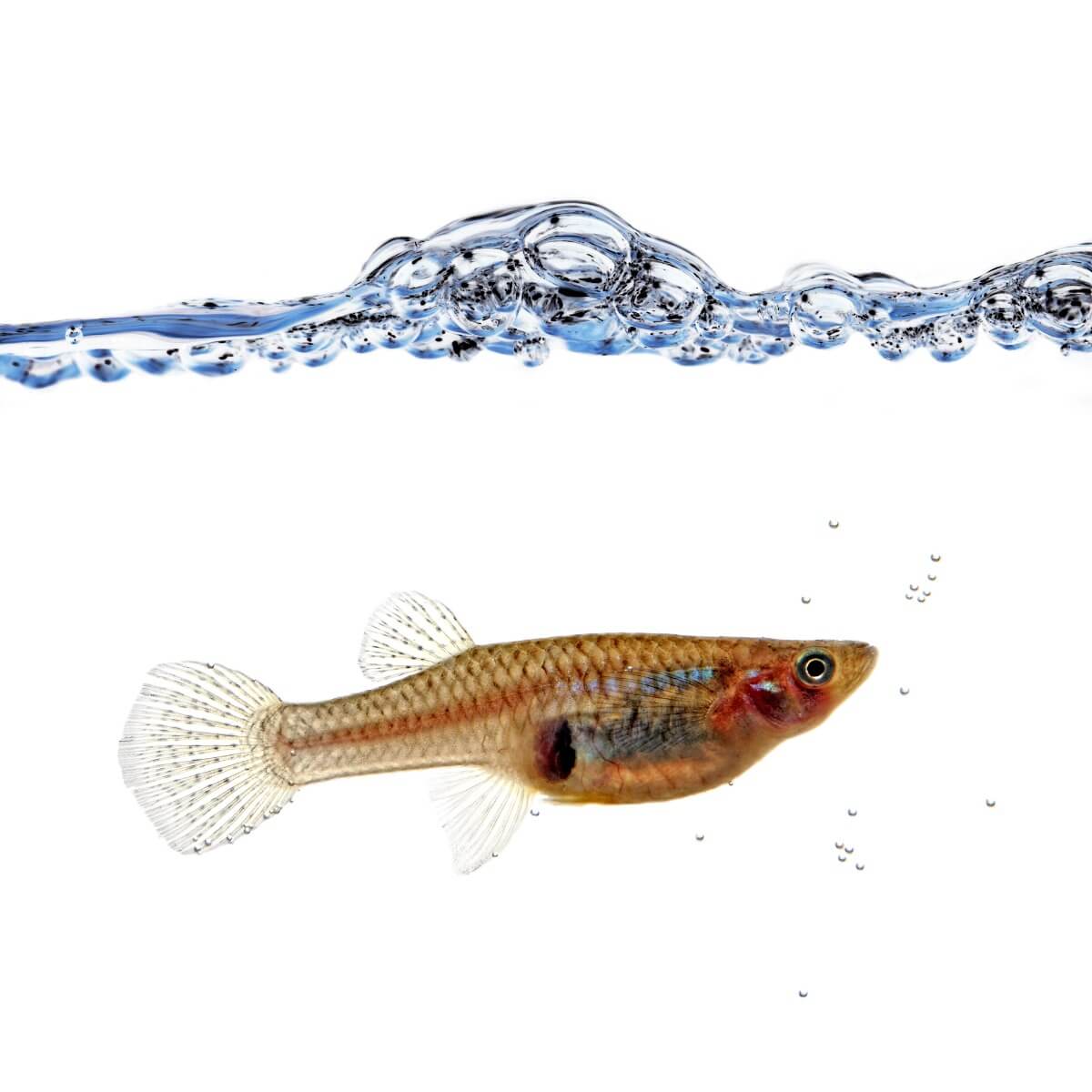 Uno de los mejores peces para un acuario pequeño.