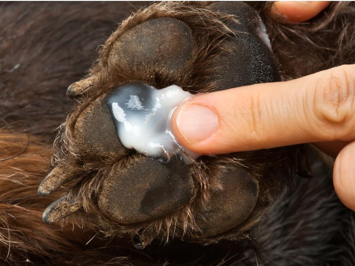 Blastoestimulin per cani può avere molti usi.