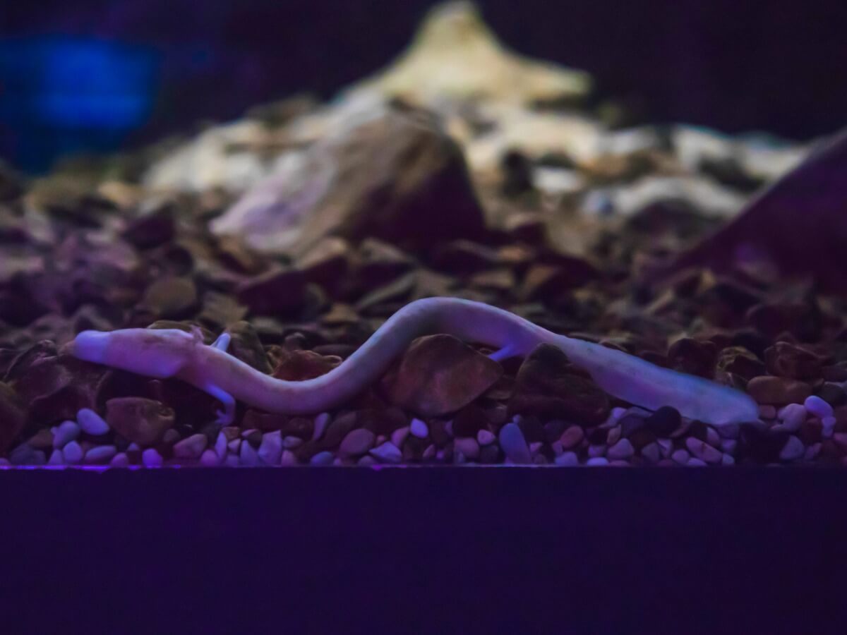 L'un des types d'amphibiens.