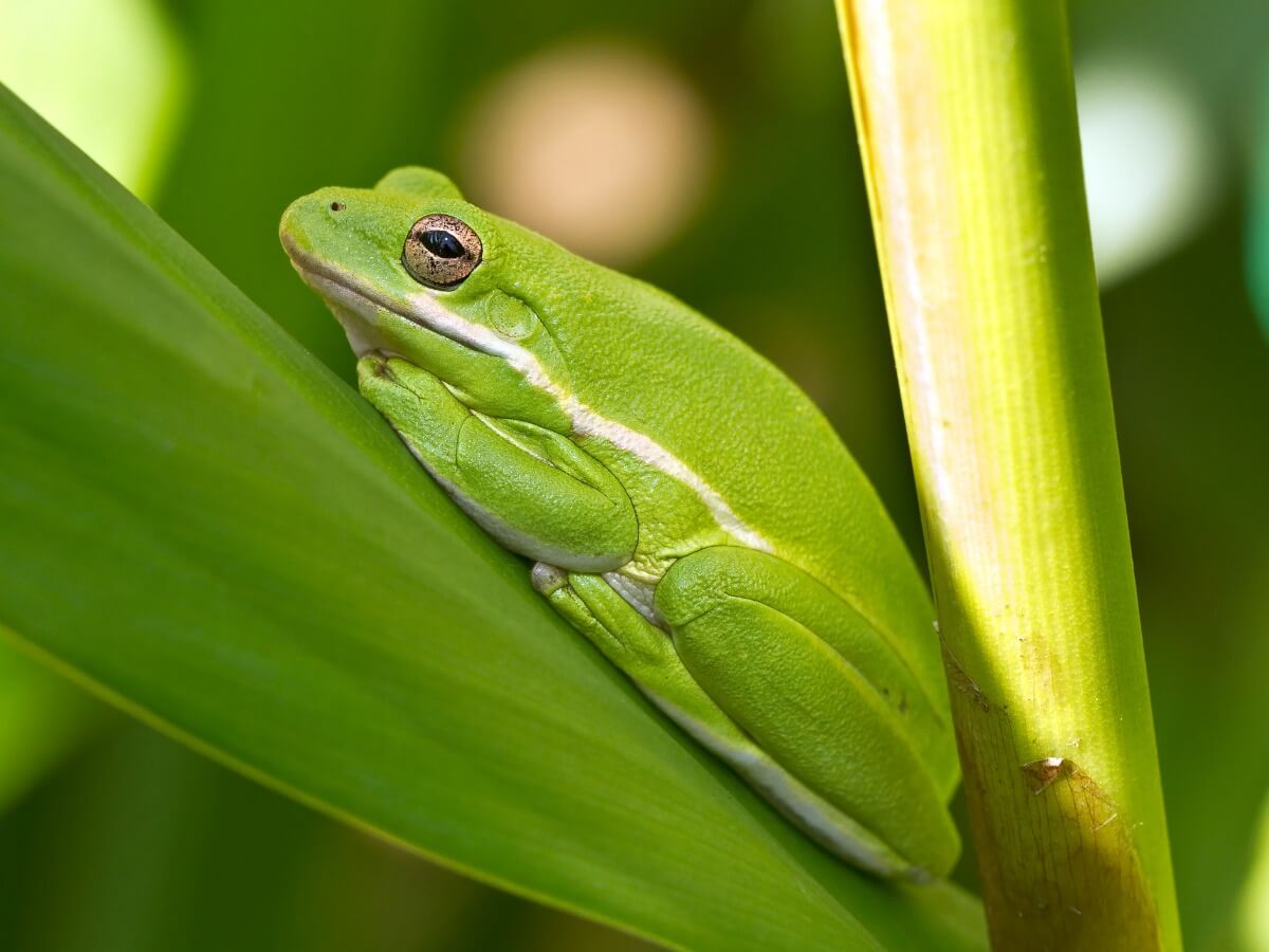 A frog on a branch.