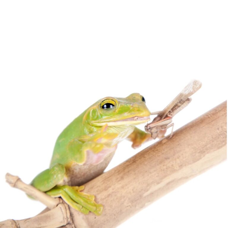 ¿Qué comen las ranas?