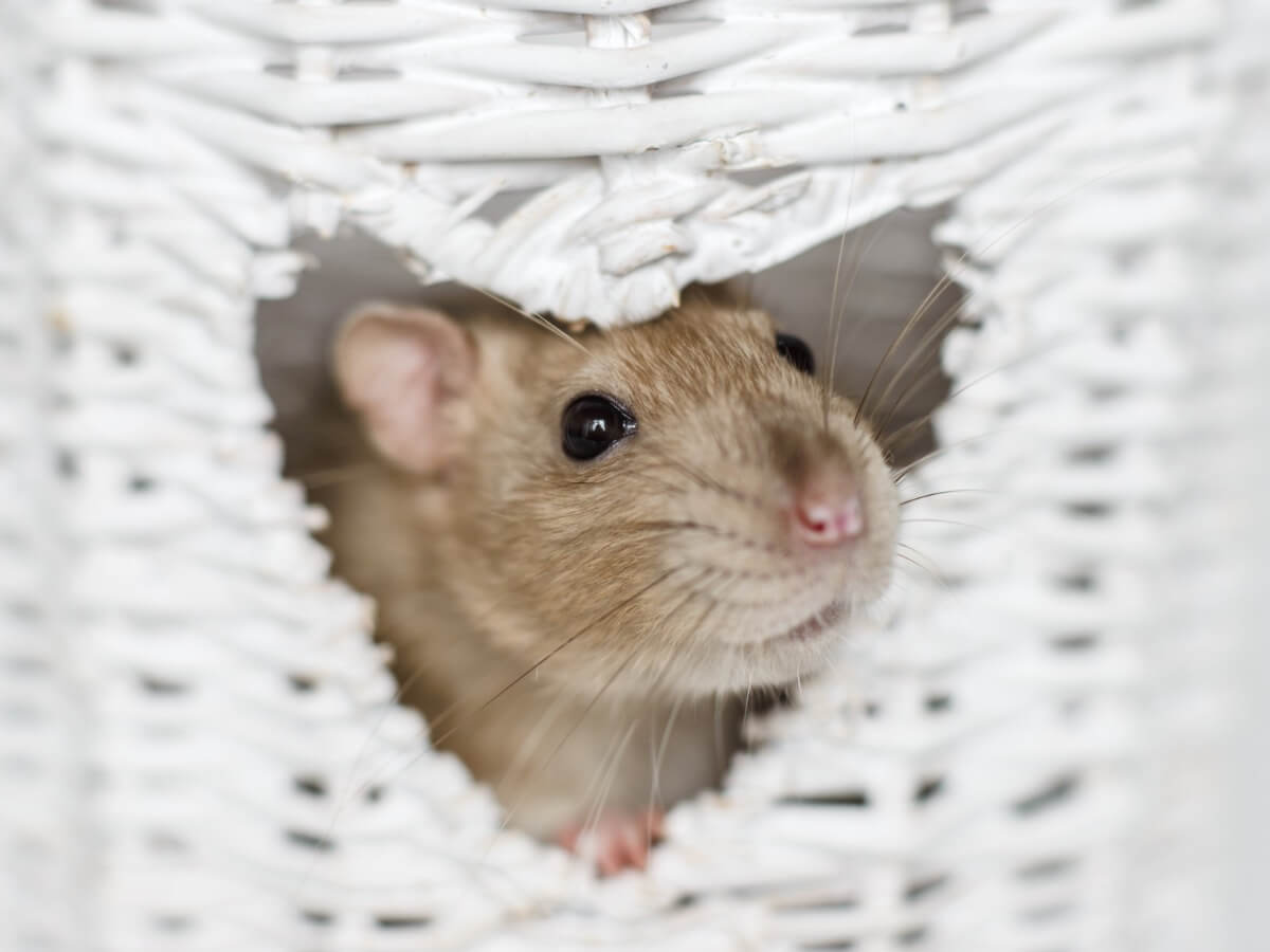 O rato é um dos roedores mais inteligentes do mundo.