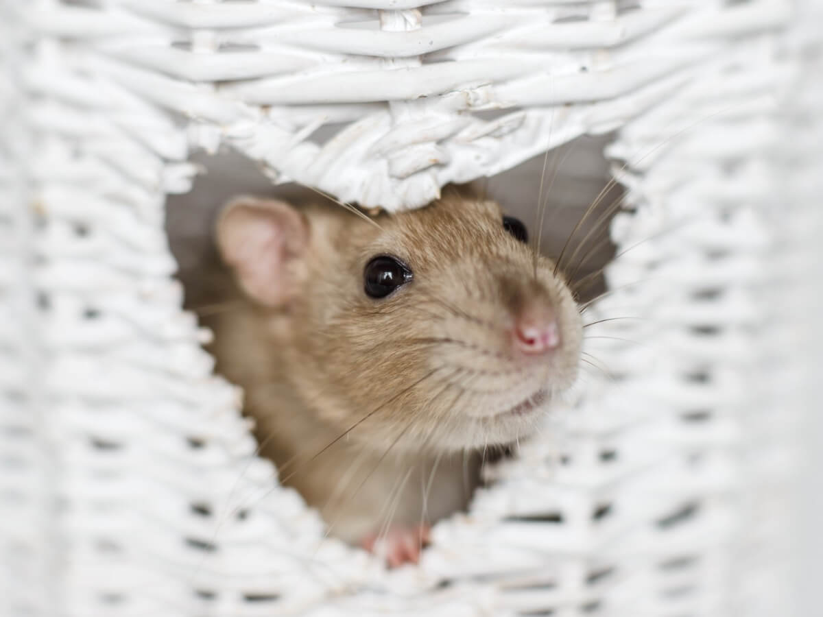 9 tipos de ratos domésticos - Meus Animais