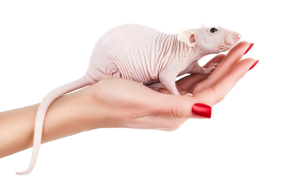 Una de las ratas domésticas.
