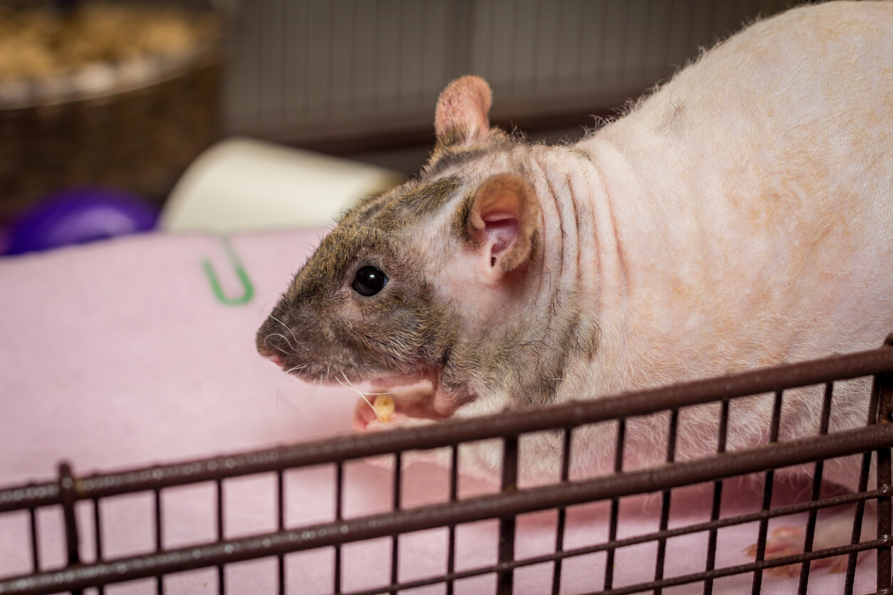 Una de las ratas domésticas.