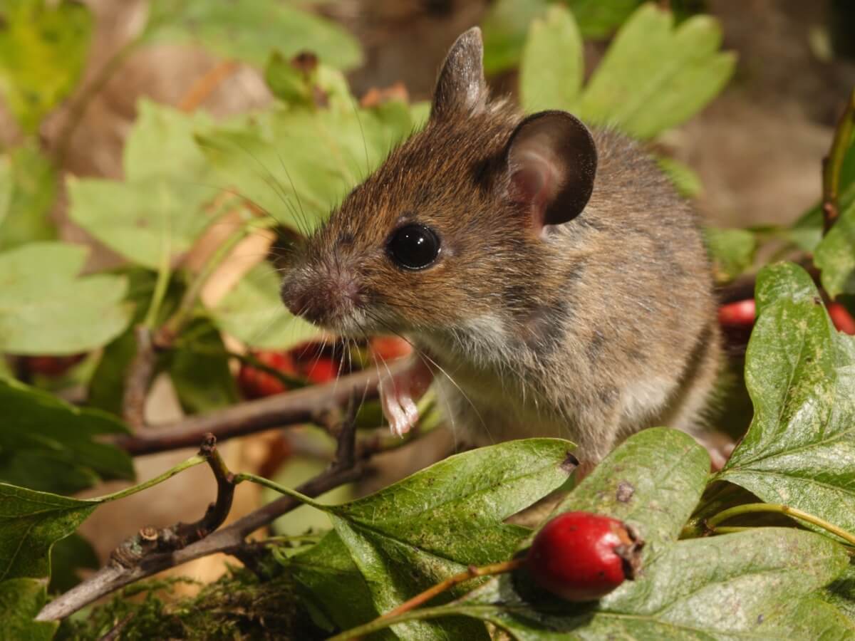 Un ratón de campo come grosellas.