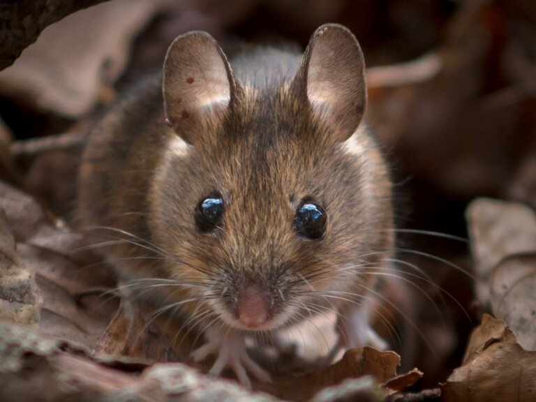 ¿Por qué son tan importantes los ratones de campo?