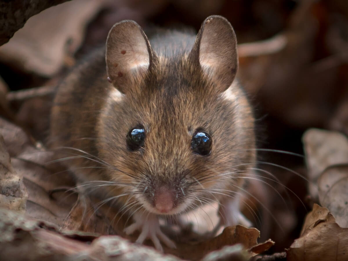 Why are field mice important?