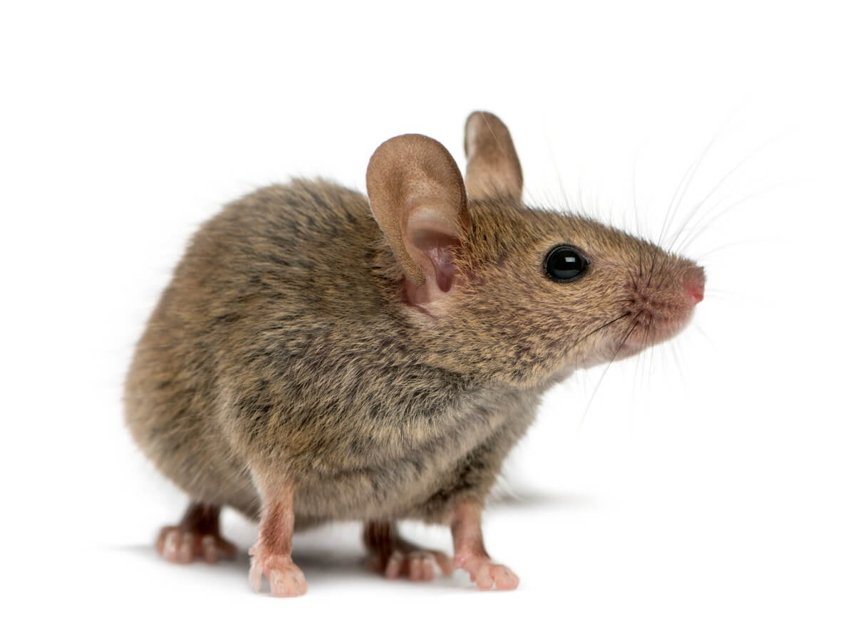 Un ratón de campo Mus musculus.
