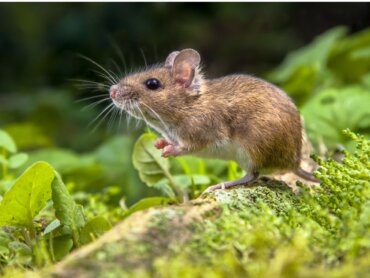 10 curiosidades de los ratones - Mis animales