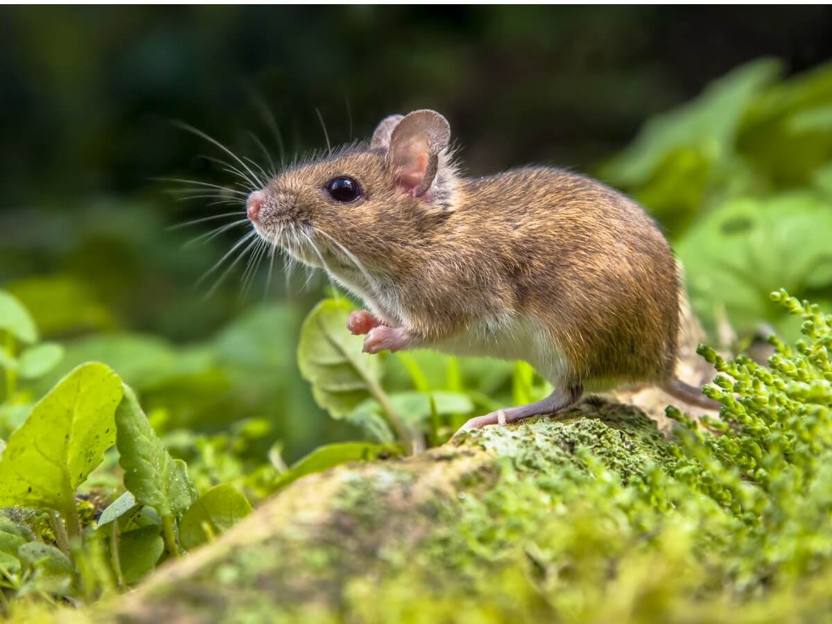 Een muis
