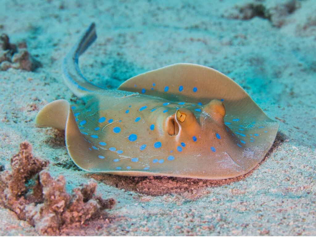 Una raya en el fondo marino.