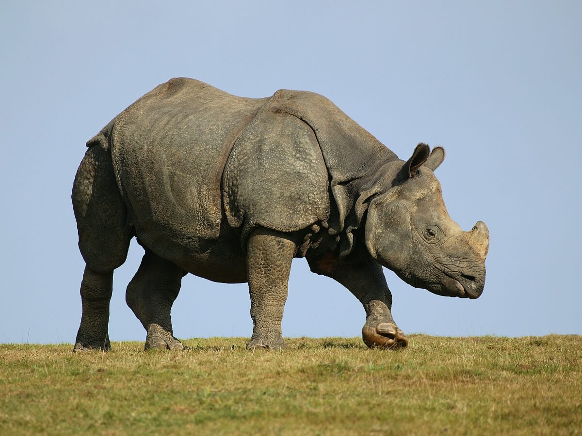 Un rinoceronte indio.