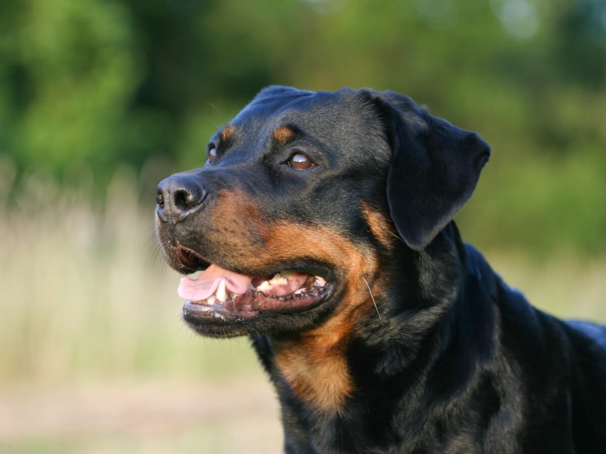 Las diferencias entre el rottweiler americano y alemán son múltiples.
