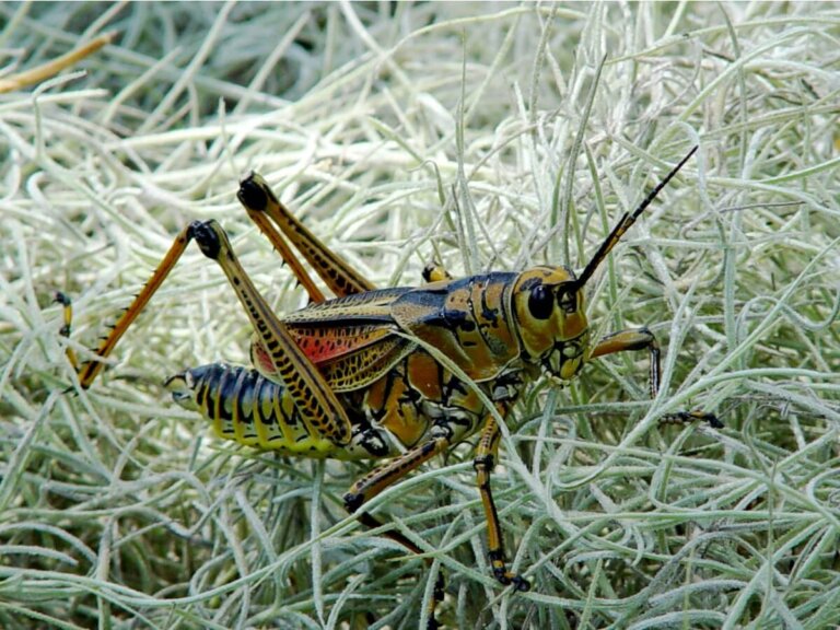 10 curiosidades de los saltamontes