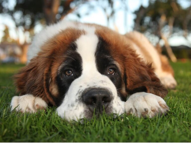 Las 15 enfermedades más comunes del san bernardo
