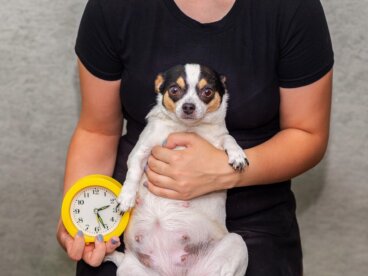 9 señales de que una perra va a parir