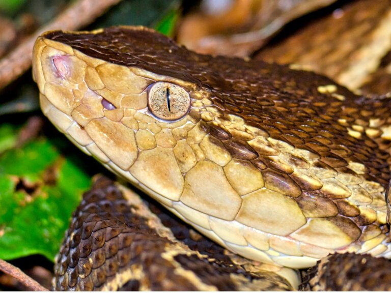 Serpiente terciopelo: hábitat y características