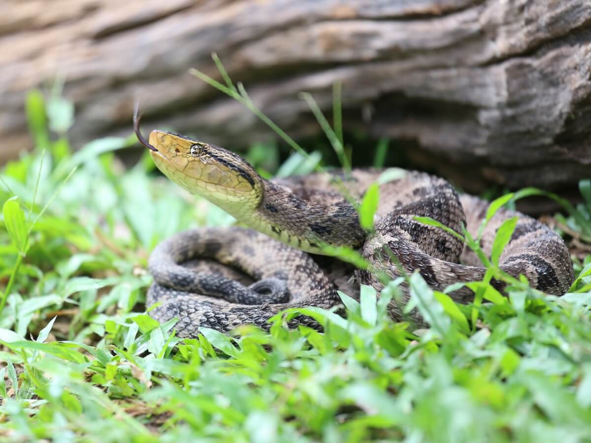Una serpiente de terciopelo grande.