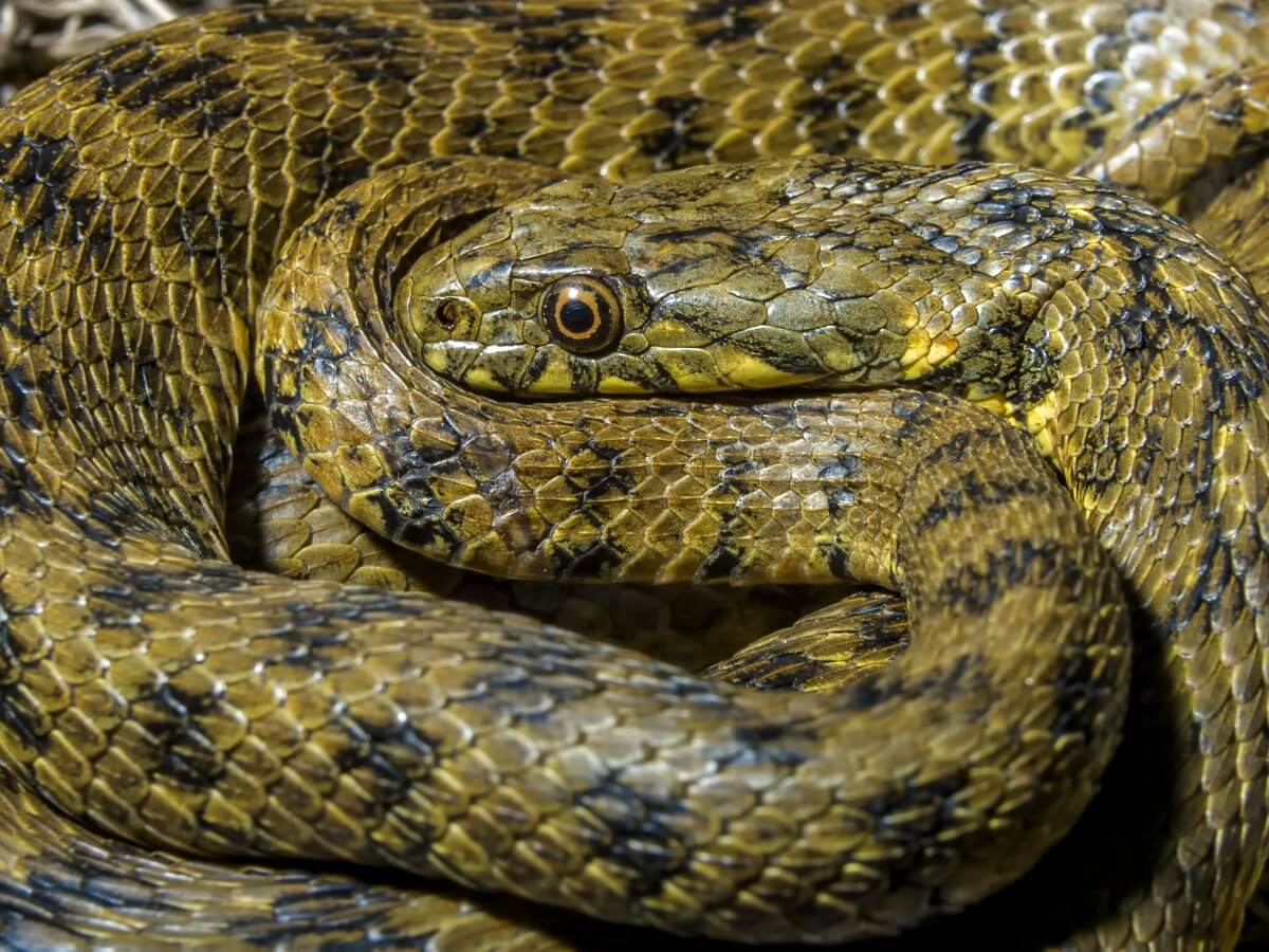 Una serpiente viperina enroscada. 