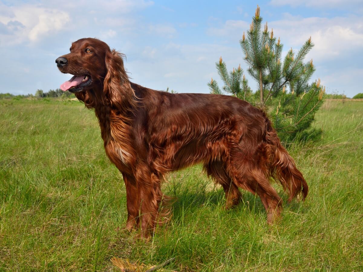 Razas de perros medianos.