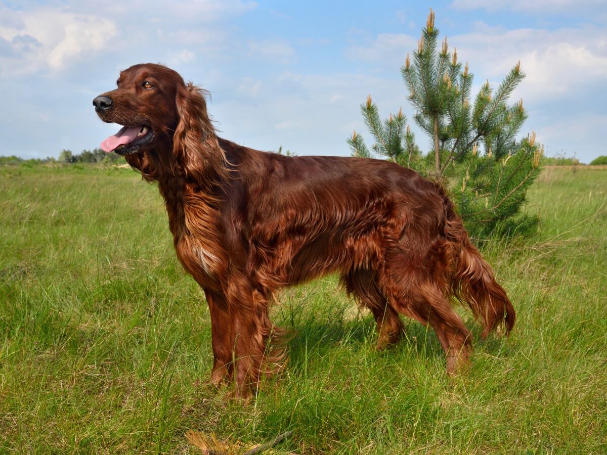 A red Irish setter standing in a field.